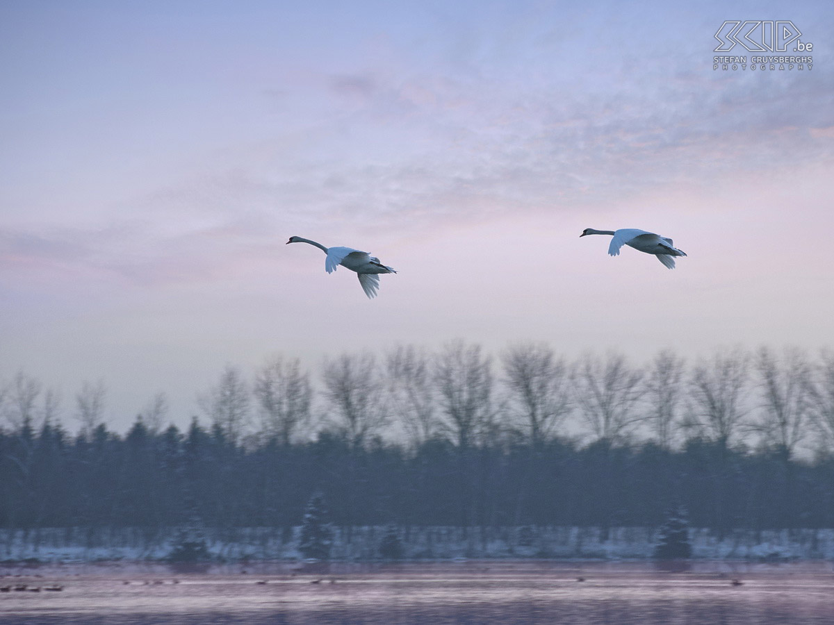 Zwanen Foto's van een groep zwanen op de grote plas van het natuurgebied De Maat in Mol-Rauw. Stefan Cruysberghs